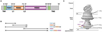 Oligomerization of the FliF Domains Suggests a Coordinated Assembly of the Bacterial Flagellum MS Ring